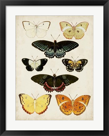 Framed Butterflies Displayed III Print