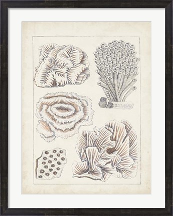 Framed Antique White Coral I Print