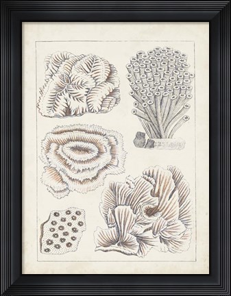 Framed Antique White Coral I Print