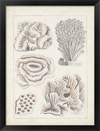Framed Antique White Coral I Print