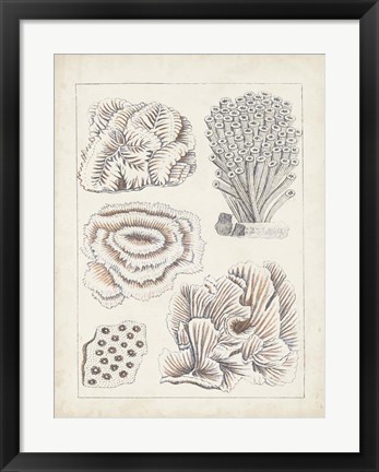 Framed Antique White Coral I Print