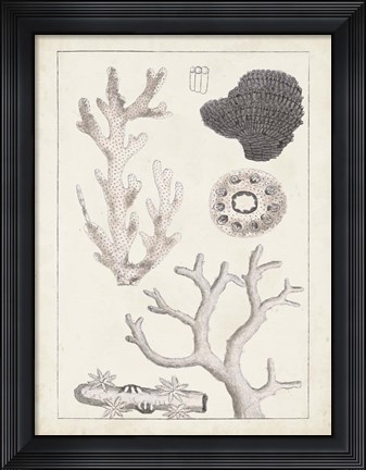 Framed Antique White Coral II Print