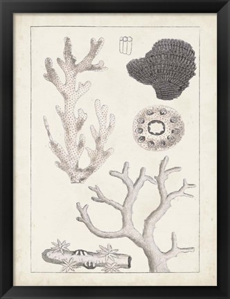 Framed Antique White Coral II Print