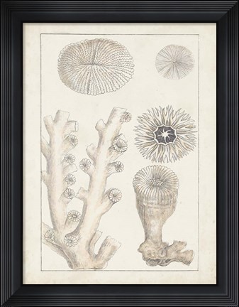 Framed Antique White Coral III Print