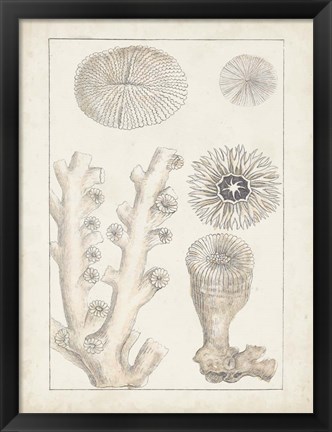 Framed Antique White Coral III Print