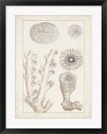 Framed Antique White Coral III Print