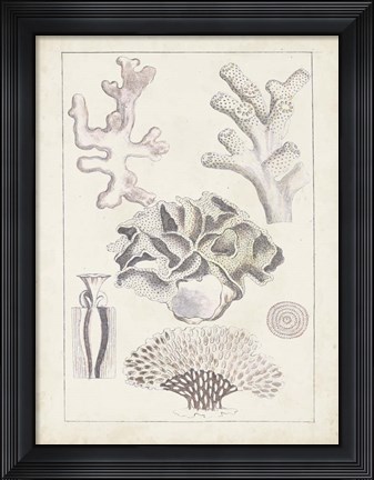 Framed Antique White Coral IV Print