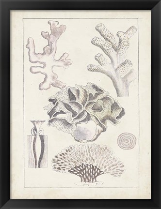 Framed Antique White Coral IV Print