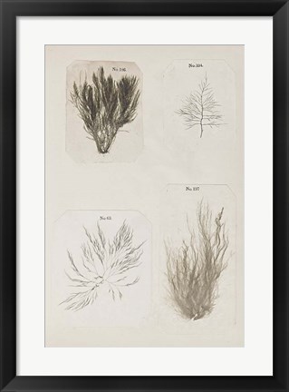 Framed Coral Collage I Print