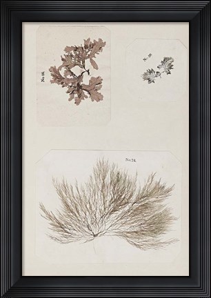 Framed Coral Collage II Print