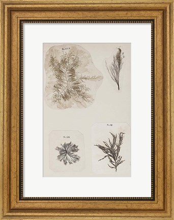 Framed Coral Collage III Print