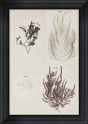 Framed Coral Collage IV Print