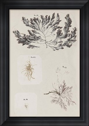 Framed Coral Collage VI Print