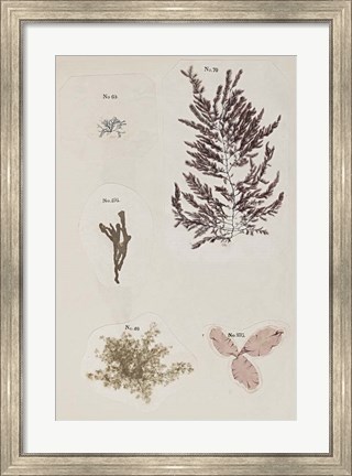 Framed Coral Collage VII Print