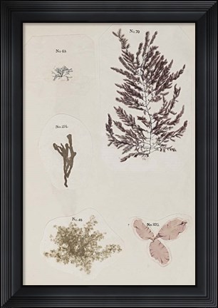 Framed Coral Collage VII Print