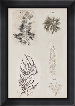 Framed Coral Collage VIII Print