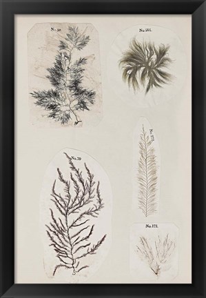 Framed Coral Collage VIII Print