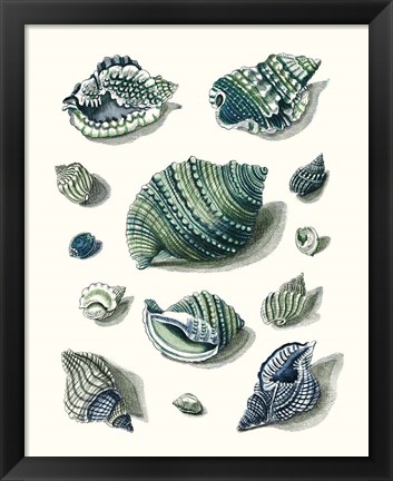 Framed Celadon Shells II Print