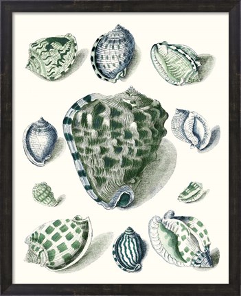 Framed Celadon Shells III Print