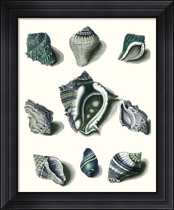 Framed Celadon Shells IV Print
