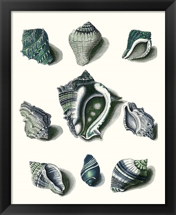 Framed Celadon Shells IV Print