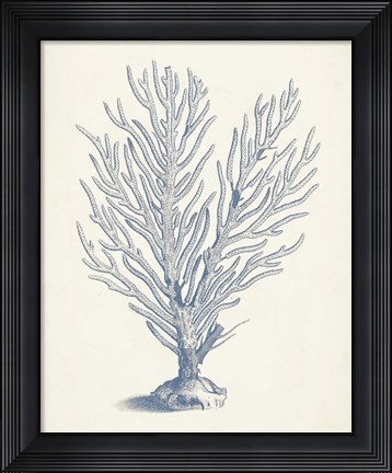 Framed Antique Coral Collection II Print