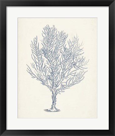 Framed Antique Coral Collection III Print