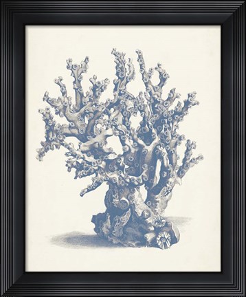 Framed Antique Coral Collection V Print