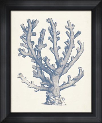 Framed Antique Coral Collection VI Print