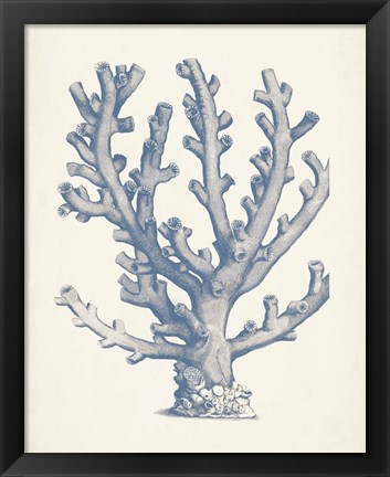 Framed Antique Coral Collection VI Print