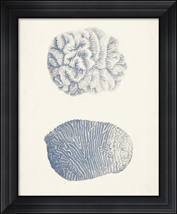 Framed Antique Coral Collection VII Print