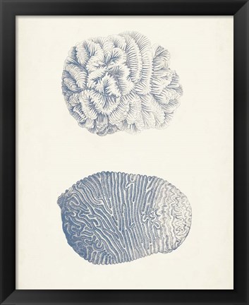 Framed Antique Coral Collection VII Print