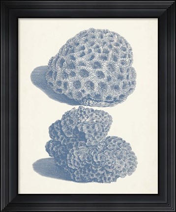 Framed Antique Coral Collection VIII Print