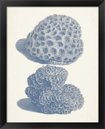 Framed Antique Coral Collection VIII Print