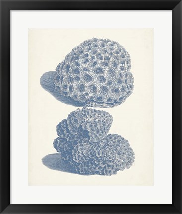 Framed Antique Coral Collection VIII Print