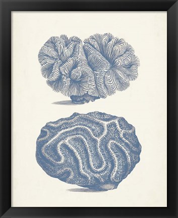 Framed Antique Coral Collection IX Print
