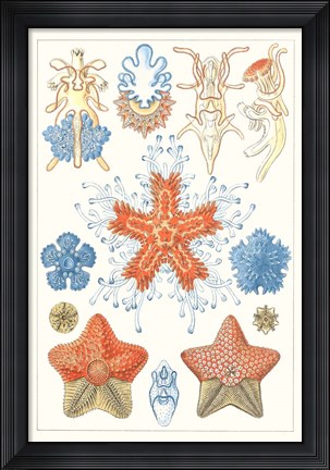 Framed Sealife Species I Print