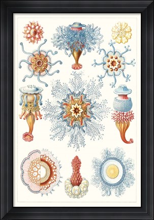 Framed Sealife Species II Print