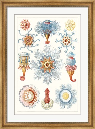 Framed Sealife Species II Print