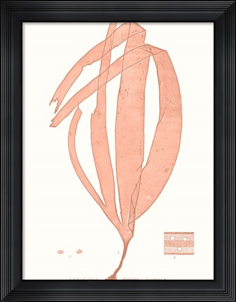 Framed Vivid Coral Seaweed I Print