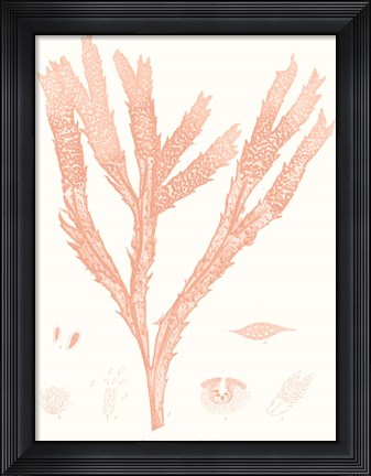 Framed Vivid Coral Seaweed II Print