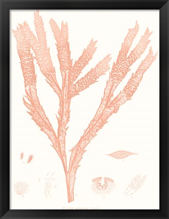 Framed Vivid Coral Seaweed II Print