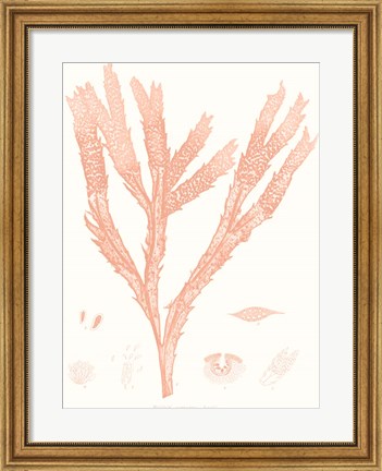 Framed Vivid Coral Seaweed II Print