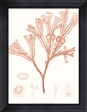 Framed Vivid Coral Seaweed III Print