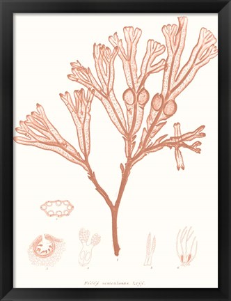 Framed Vivid Coral Seaweed III Print