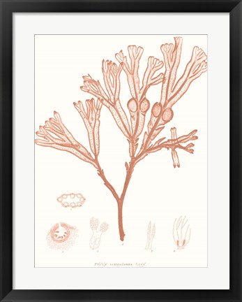 Framed Vivid Coral Seaweed III Print