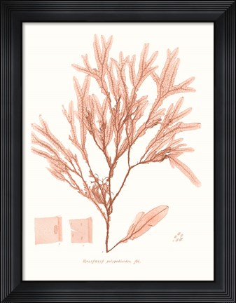 Framed Vivid Coral Seaweed V Print