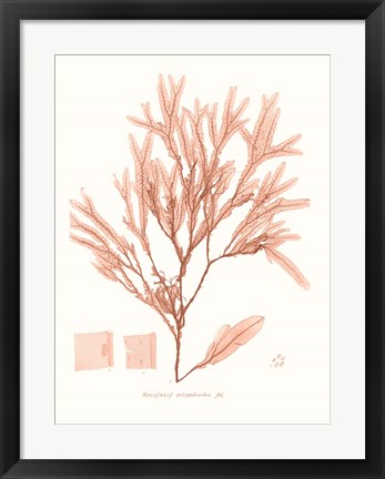 Framed Vivid Coral Seaweed V Print