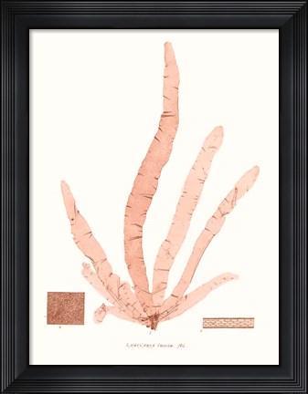 Framed Vivid Coral Seaweed VI Print