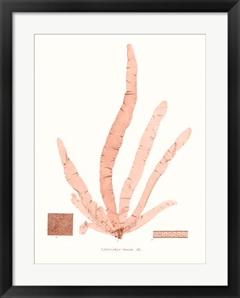 Framed Vivid Coral Seaweed VI Print